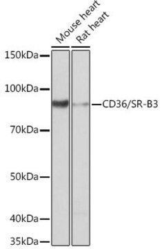 Anty-CD36/SR-B3