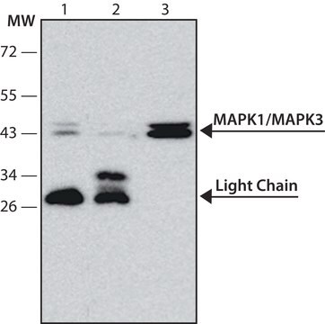 Anti-MAP Kinase, Monophosphorylated Tyrosine antibody ,Mouse monoclonal clone ERK-PY193, purified from hybridoma cell culture