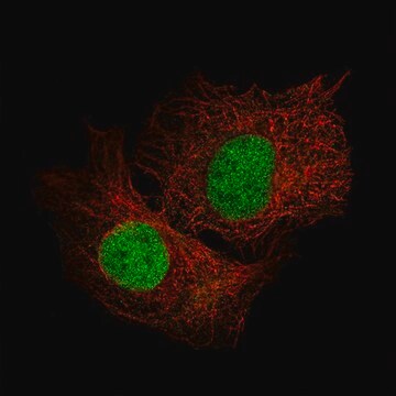 Monoclonal Anti-SALL4 antibody produced in mouse Prestige Antibodies&#174; Powered by Atlas Antibodies, clone CL12185, purified immunoglobulin, buffered aqueous glycerol solution