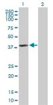 Anti-HDAC11 antibody produced in mouse purified immunoglobulin, buffered aqueous solution