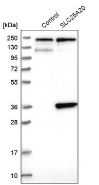 抗SLC25A20抗体 ウサギ宿主抗体 Prestige Antibodies&#174; Powered by Atlas Antibodies, affinity isolated antibody, buffered aqueous glycerol solution