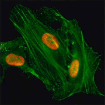 Anti-Acetyl-Histone H4 (Lys8) antibody, Rabbit monoclonal recombinant, expressed in HEK 293 cells, clone RM201, purified immunoglobulin