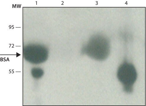 抗- 牛白蛋白 兔抗 affinity isolated antibody