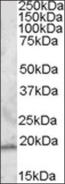 Anti-RGS13 (N-terminal) antibody produced in goat affinity isolated antibody, buffered aqueous solution