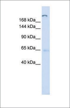 Anti-ATP10D antibody produced in rabbit affinity isolated antibody