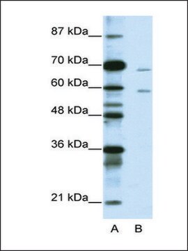 Anti-FOXA2 IgG fraction of antiserum