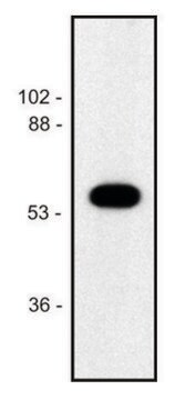 Monoclonal Anti-alphaTubulin antibody produced in mouse clone TU-02