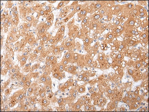 Anti-GLI3 affinity isolated antibody