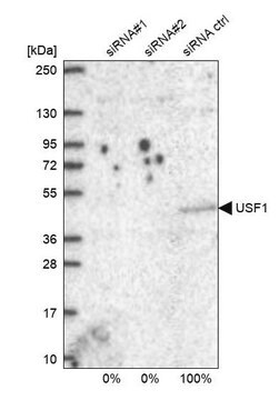 Anti-USF1 antibody produced in rabbit Prestige Antibodies&#174; Powered by Atlas Antibodies, affinity isolated antibody, buffered aqueous glycerol solution