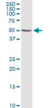 Anti-SYN3 antibody produced in rabbit purified immunoglobulin, buffered aqueous solution