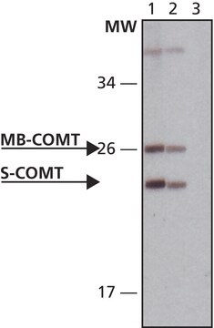 Anti-COMT (N-terminal) antibody produced in rabbit IgG fraction of antiserum, buffered aqueous solution