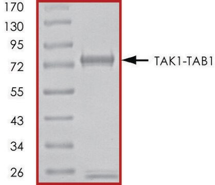 TAK1-TAB1 (1-303), (437-end), active, GST tagged human PRECISIO&#174; Kinase, recombinant, expressed in baculovirus infected Sf9 cells, &#8805;70% (SDS-PAGE), buffered aqueous glycerol solution