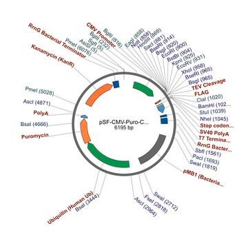 PSF-CMV-PURO-COOH-TEV-FLAG&#174; - C-TERMINAL FLAG&#174; TAG MAMMALIAN PLASMID plasmid vector for molecular cloning