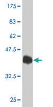 单克隆抗-TRPV1 小鼠抗 clone 1F5, purified immunoglobulin, buffered aqueous solution