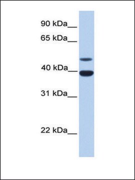 Anti-INHA antibody produced in rabbit affinity isolated antibody