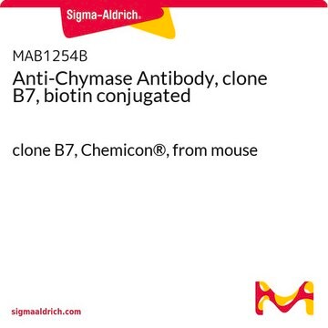 Przeciwciało przeciw chymazie, klon B7, sprzężone z biotyną clone B7, Chemicon&#174;, from mouse