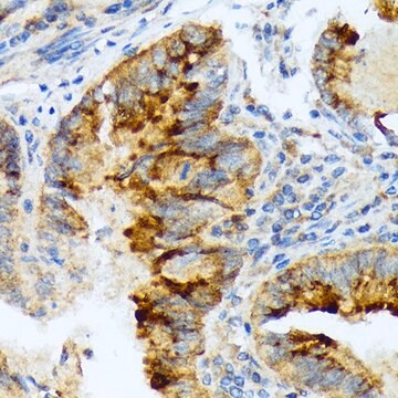 Anti-LEFTY1/2 antibody produced in rabbit