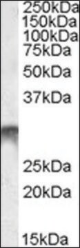 Anti-DLX5 antibody produced in goat affinity isolated antibody, buffered aqueous solution