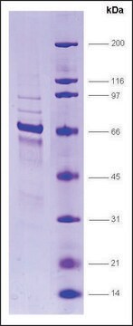 CTF1 human recombinant, expressed in insect cells, &#8805;70% (SDS-PAGE)