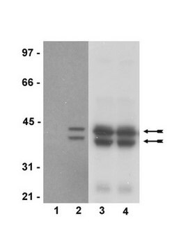 抗-磷酸化-Erk1/2（Thr202/Tyr204，Thr185/Tyr187）抗体，重组克隆AW39R，兔单克隆 clone AW39R, Upstate&#174;, from rabbit