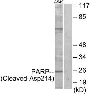 Anti-PARP (Cleaved-Asp214) antibody produced in rabbit affinity isolated antibody