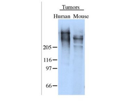 Anticorps anti-ténascine Chemicon&#174;, from rabbit