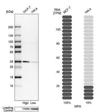 抗MPG抗体 ウサギ宿主抗体 Prestige Antibodies&#174; Powered by Atlas Antibodies, affinity isolated antibody, buffered aqueous glycerol solution