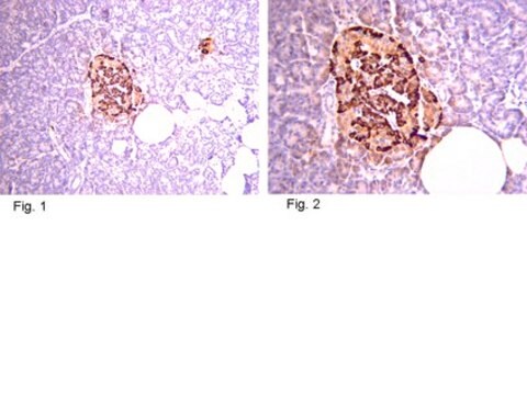 Przeciwciało przeciw peptydowi C-proinsuliny, klon C-PEP-01 clone C-PEP-01, from mouse