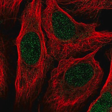 Anty-RANGRF Prestige Antibodies&#174; Powered by Atlas Antibodies, affinity isolated antibody