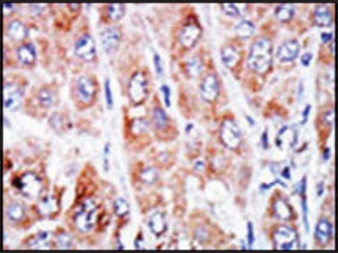 Anti-NME4 (N-term) antibody produced in rabbit IgG fraction of antiserum, buffered aqueous solution