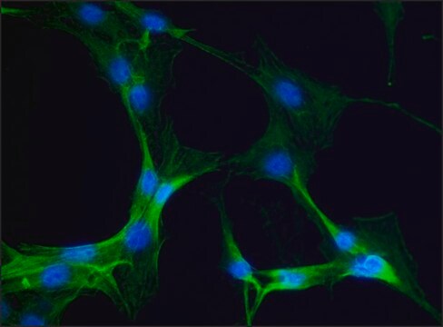 抗-肌球蛋白IIA，非肌肉 兔抗 affinity isolated antibody, buffered aqueous solution