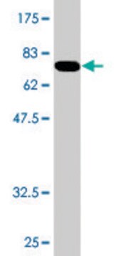 Monoclonal Anti-ARMC6 antibody produced in mouse clone 2H8, purified immunoglobulin, buffered aqueous solution