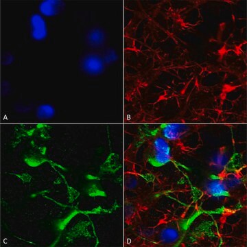 Monoclonal Anti-Alpha 2C Adrenergic Receptor - Atto 488 antibody produced in mouse clone S330A-80, purified immunoglobulin