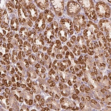 Anti-FAM78B antibody produced in rabbit Prestige Antibodies&#174; Powered by Atlas Antibodies, affinity isolated antibody, buffered aqueous glycerol solution