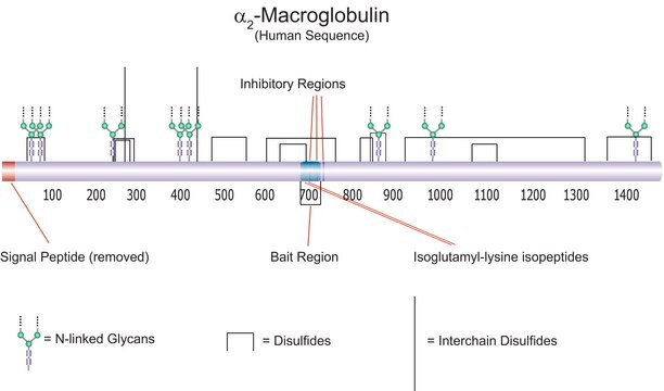 &#945;2-Macroglobulin from human plasma BioUltra, &#8805;98% (SDS-PAGE)