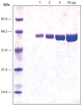 Luciferase aus Glühwürmchen recombinant, expressed in E. coli, lyophilized powder, &#8805;10×1010&#160;units/mg protein