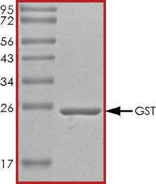 GSTタンパク質、タグフリー recombinant, expressed in E. coli, &#8805;70% (SDS-PAGE), buffered aqueous glycerol solution