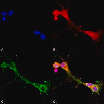 Monoclonal Anti-Glun2A/Nr2A - Atto 594 antibody produced in mouse clone S327-95, purified immunoglobulin