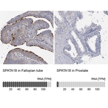 Anti-SPATA18 antibody produced in rabbit Prestige Antibodies&#174; Powered by Atlas Antibodies, affinity isolated antibody, buffered aqueous glycerol solution