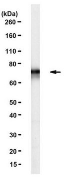 Anti-FMR1 Antibody, clone 1F1 clone 1F1, from mouse