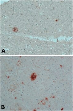 Anti-&#946;-Amyloid antibody, Mouse monoclonal clone BAM-10, purified from hybridoma cell culture