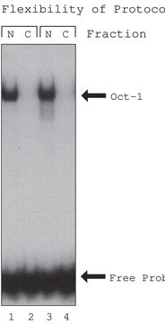  NuCLEAR&#8482;抽出キット For mammalian tissue or cultured cells