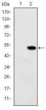 Monoclonal Anti-RBP4 antibody produced in mouse clone 4C2, ascites fluid