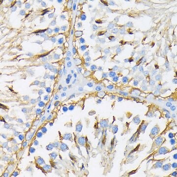 Anti-HSP90B1 antibody produced in rabbit