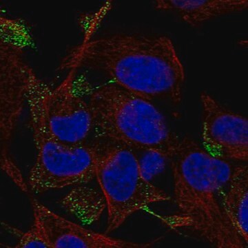 Anti-RHOQ antibody produced in rabbit Prestige Antibodies&#174; Powered by Atlas Antibodies, affinity isolated antibody