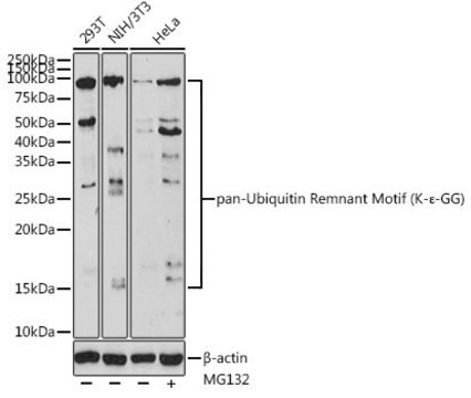 Anti-pan-Ubiquitin Remnant Motif (K-&#949;-GG) antibody produced in rabbit