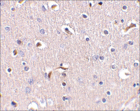 Anti-APH1 (ab2) antibody produced in rabbit affinity isolated antibody, buffered aqueous solution