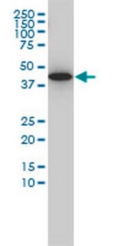 Mysz anty-GNA13 mAb (6F6-B5) liquid, clone 6F6-B5, Calbiochem&#174;