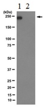 Przeciwciało przeciwko podjednostce B1 polimerazy II RNA (fosfo-CTD Ser-7), klon 4E12 culture supernatant, clone 4E12, from rat