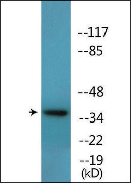 Anti-phospho-CREB (pThr100) antibody produced in rabbit affinity isolated antibody